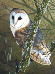 Barn Owl 2 Barn Owl 2